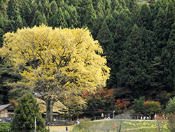 金言寺
